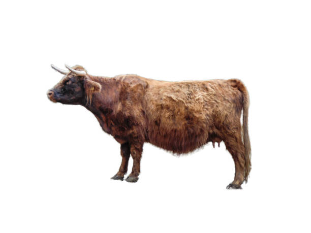 istock Highland cow isolated on white background 1420708546