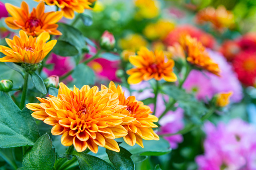 Various colorful Chrysanthemum flowers in the garden close up