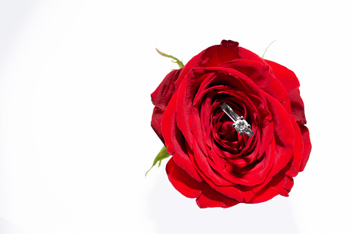 Red rose and wedding ring on white background