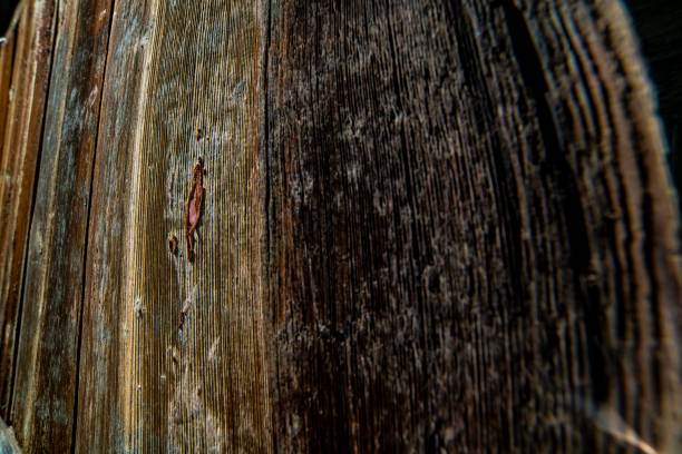 Old wood background. Wooden texture.