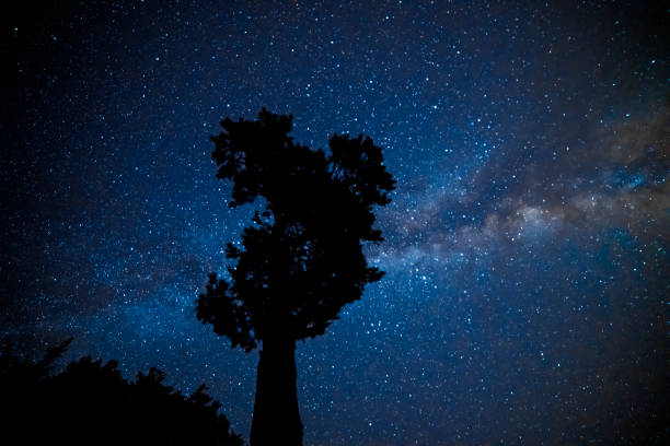 Free Stock Photo of Silhouetted tree against a star-filled sky ...