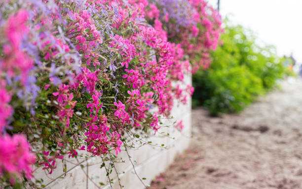 istock Colorful flower background. Blooming geranium and timber fence 1420713465