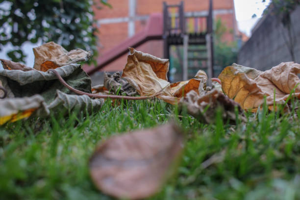 autumn leaves fall in my garden