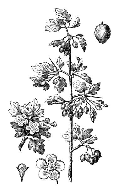 산사나무, 퀵가시, 가시사과, 메이나무, 흰가시나무 또는 산나무(crataegus oxyacantha) - 흰색 배경에 고립된 빈티지 새겨진 일러스트레이션 - hawthorn flower old fashioned botany stock illustrations
