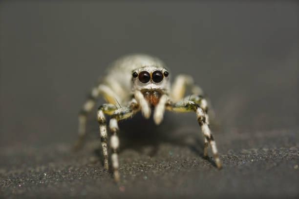 Beautiful jumping spider with white color.