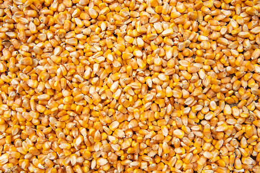 Kernels of Corn Background