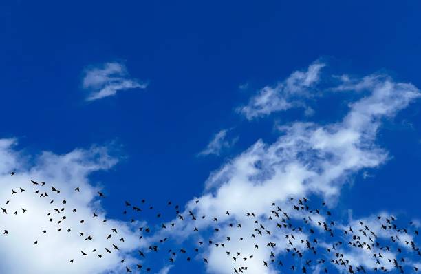 istock Migratory birds flock flying in the sky clouds. 1420720436