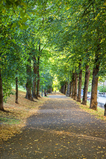 istock Empty park street covered by green trees, Lahti, Finland. 1420720533