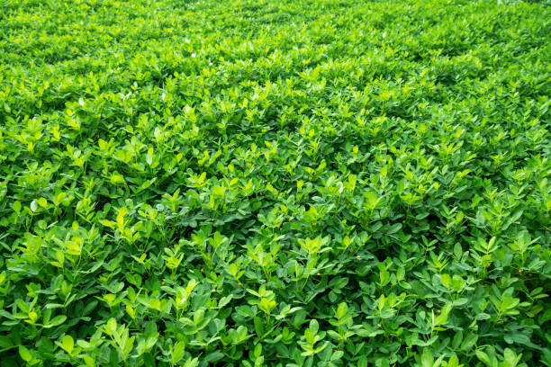 Green peanut field growth in farmland