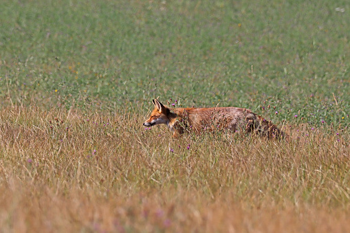 03 august 2022, Kuntzig, Thionville Portes de France, Moselle, Lorraine, Grand Est, France. In a hay meadow, a female Red Fox walks slowly with her head down to the ground. She is in profile.