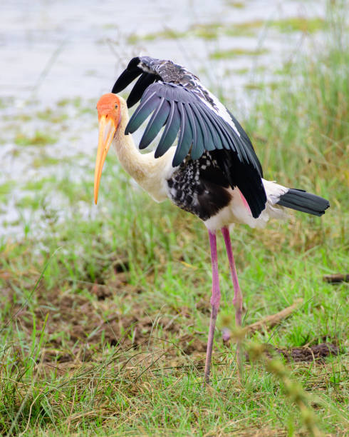 istock Painted stork spread wings and showing a Kung Fu like pose for the camera. Standing tall on the shore at Yala national park. 1420722057