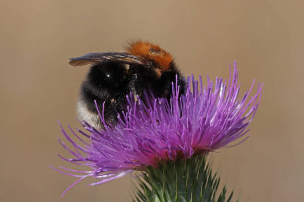 Tree bumblebee - New Garden Bumblebee (Bombus hypnorum). 29 august 2022, Kuntzig, Thionville Portes de France, Moselle, Lorraine, Grand Est, France. In a meadow, a male New Garden Bumblebee browses a thistle flower. bombus hypnorum pictures stock pictures, royalty-free photos & images