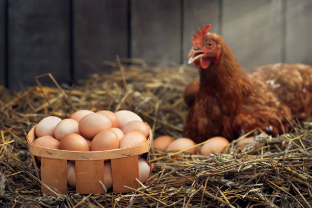 box of eggs with red chicken in dry straw inside a wooden henhouse stock photo