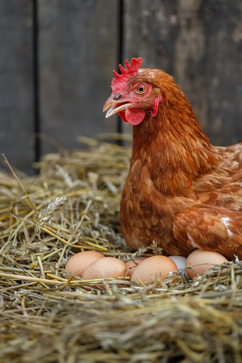 closeup of red laying hen hatching eggs in nest of straw inside a wooden chicken coop
