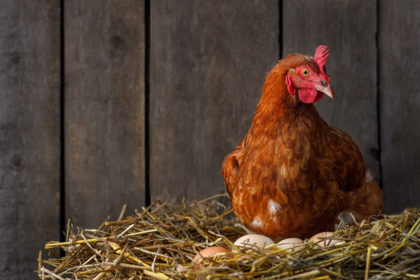 hen hatching eggs in nest of straw inside chicken coop stock photo