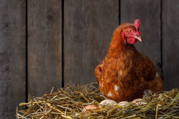 hen hatching eggs in nest of straw inside chicken coop laying hen looking at the camera and hatching eggs in nest of straw inside a wooden chicken coop red chicken stock pictures, royalty-free photos & images