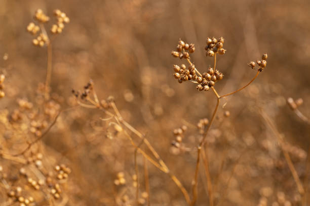 istock coriander plants on field ready to harvest 1420724530