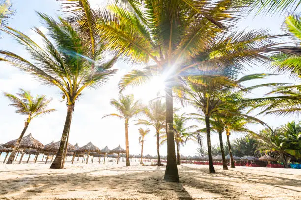 Palm trees making shadows near beach umbrellas.