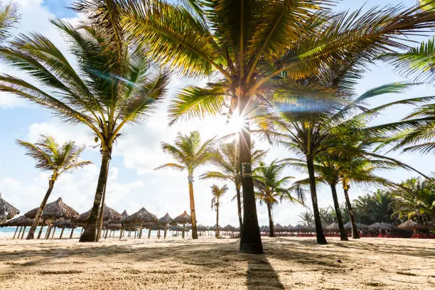 Palm trees making shadows near beach umbrellas.