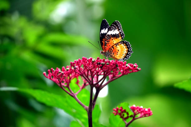 istock Butterfly feeding on red flowers. 1420725218