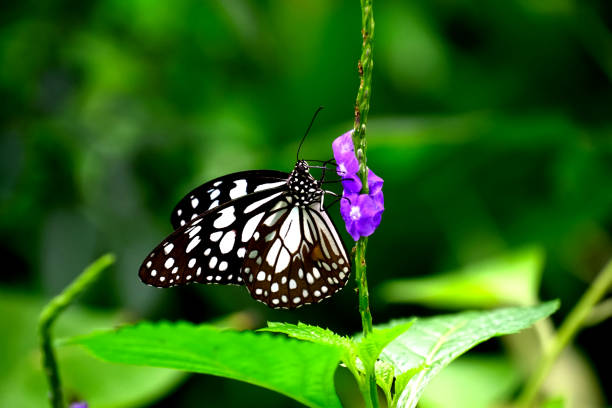 A butterfly stays in the Gomphrena flowers under the sunshine