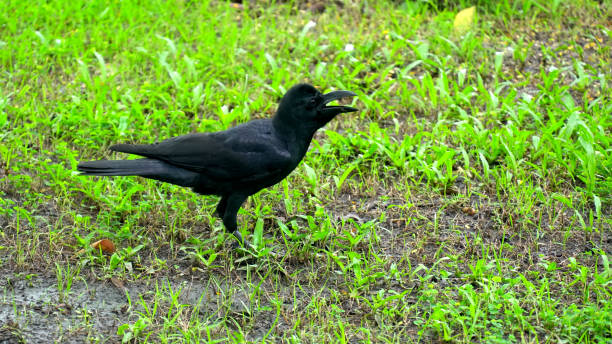 Raven bird standing on grass field. Animals/Wildlife, Parks/Outdoor raven corvus corax bird squawking stock pictures, royalty-free photos & images