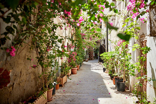 Unoccupied cobblestone walkway between wall and domestic entrances lined with potted plants and flowering bougainvillea.