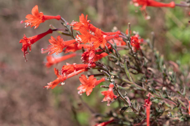 istock California fuchsia (epilobium canum) flowers 1420728709