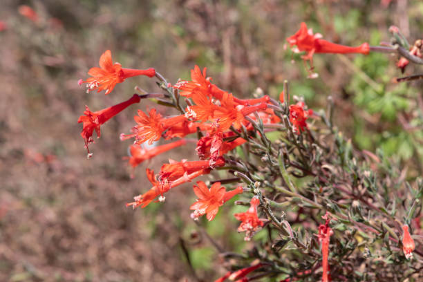 istock California fuchsia (epilobium canum) flowers 1420728710