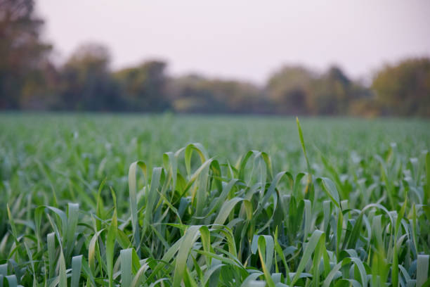 пшеница растение - kansas wheat bread midwest usa стоковые фото и изображения