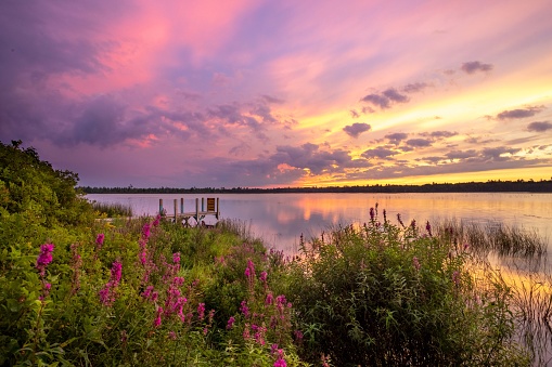 Marl Lake Purple loosestrife Sunrise