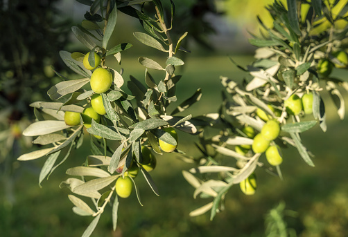 Closeup of fresh green olives on olive tree branch. Selective soft focus. Olive garden and sunlight background in low key for your design. Copy space.