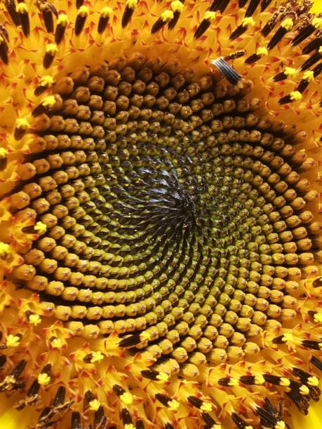 girassol - macro close up sunflower france - fotografias e filmes do acervo