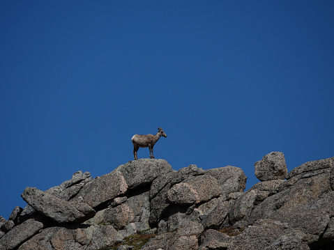 Lone bighorn sheep on large boulders against the blue sky.