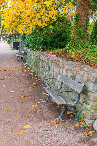 bench in the park among yellow leaves
