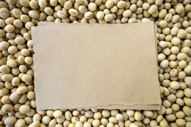 Dried Organic Soy Beans in a Wooden Bowl