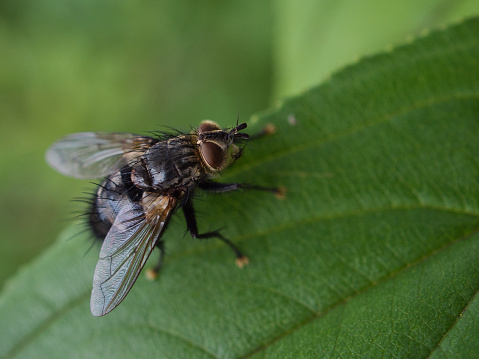Close up of fly