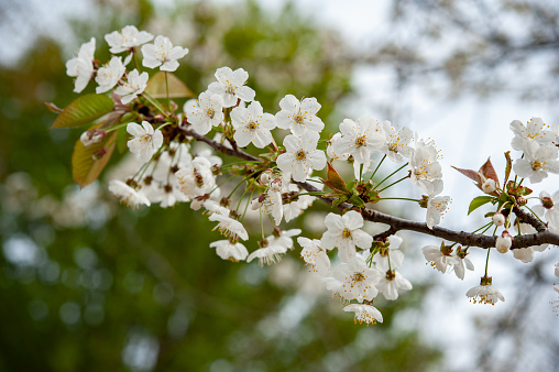 Prunus avium, commonly called wild cherry, sweet cherry, gean, or bird cherry is a species of cherry, a flowering plant in the rose family Rosaceae.