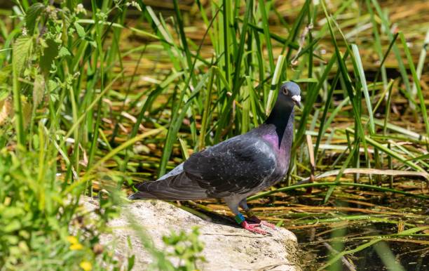 istock Small pigeon on the water's edge 1420737642