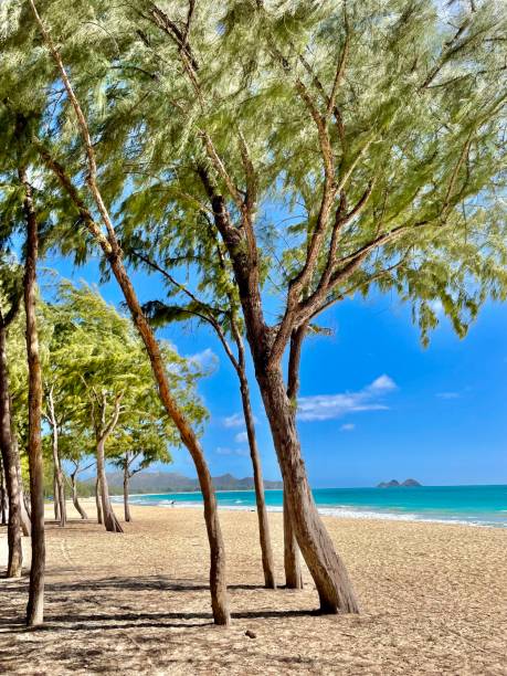 istock Paradise - Beach Hawaii Oahu 1420737715