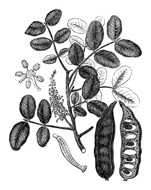 carob (ceratonia siliqua) - 흰색 배경에 고립 된 빈티지 조각 일러스트 레이 션 - ceratonia stock illustrations