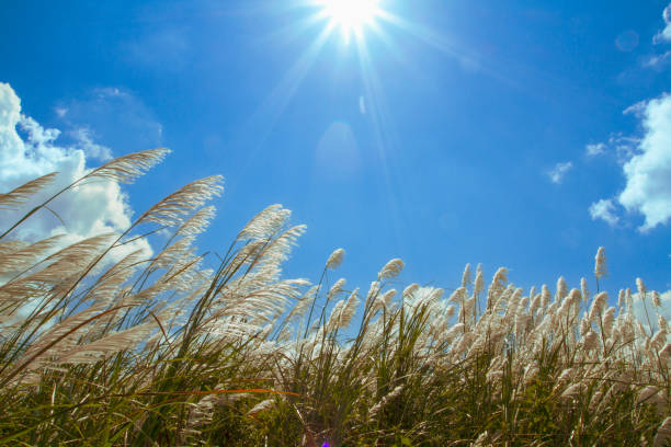 Green grass field on small hills and blue sky with clouds.