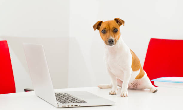 dog with a laptop in the office.portrait of a jack russell terrier in the office with a laptop.the dog uses a laptop on the table with different emotion. stock photo