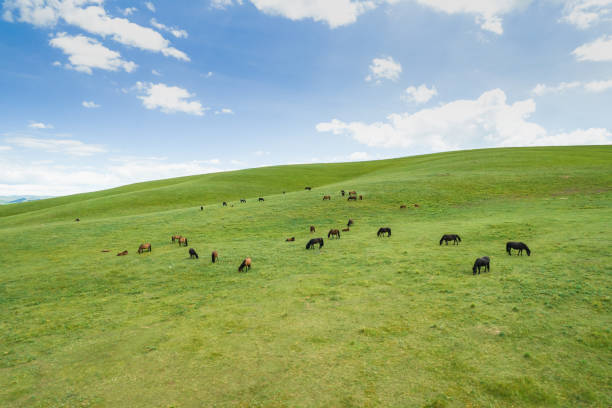 istock Horses at beautiful pasture 1420740105