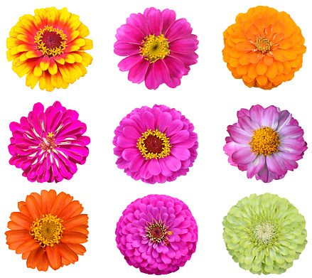 set of colorful zinnia flowers