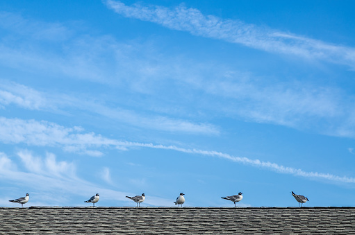 6 seagulls in line on rooftop during summer day