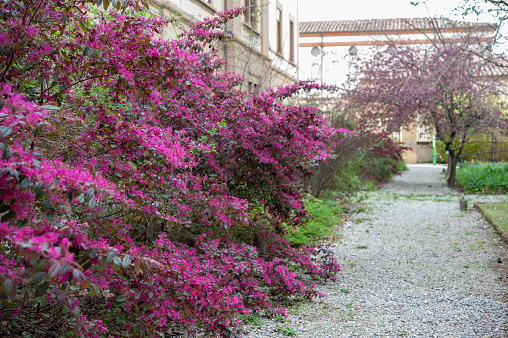 Loropetalum chinense is commonly known as Chinese fringe flower and strap flower. Copy space.