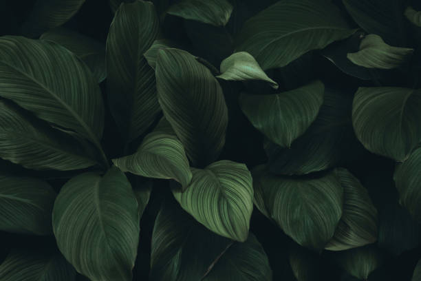 istock tropical leaves, abstract green leaf texture in garden, nature background 1420744464