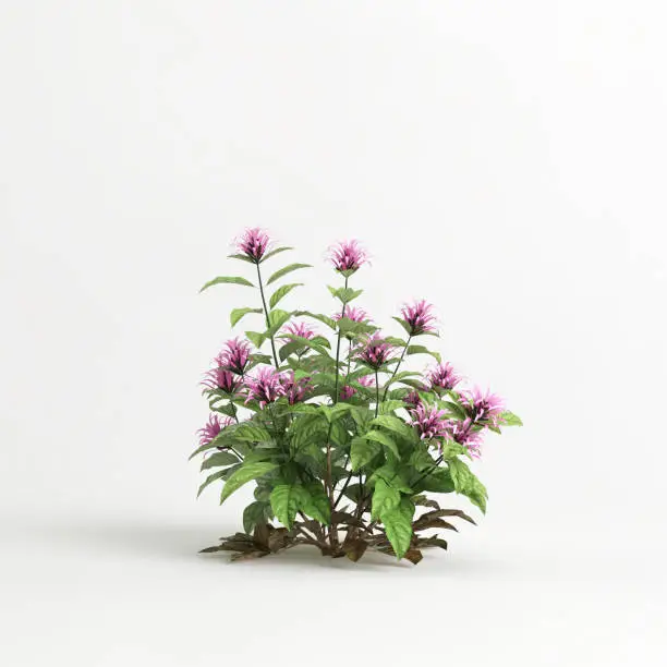 3d illustration of justicia carnea tree isolated on white background