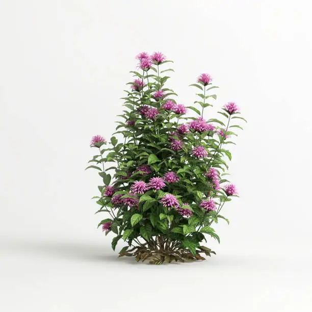 3d illustration of justicia carnea tree isolated on white background